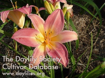 Daylily Cherry Cheeks